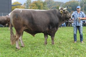 151009ViehschauSarnen 012